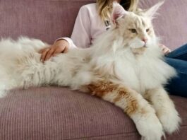 Maine Coon Cats: Majestic Beauties with Gentle Giants