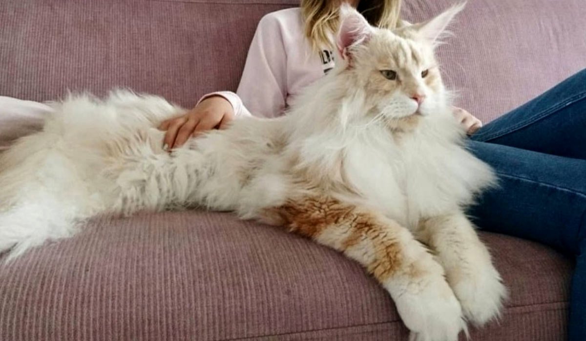 Maine Coon Cats: Majestic Beauties with Gentle Giants