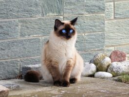 Unraveling the Beauty of Siamese Cats