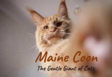 Maine Coon Cats: Gentle Giants Maine Coon Cats: Gentle Giants