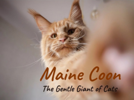 Maine Coon Cats: Gentle Giants