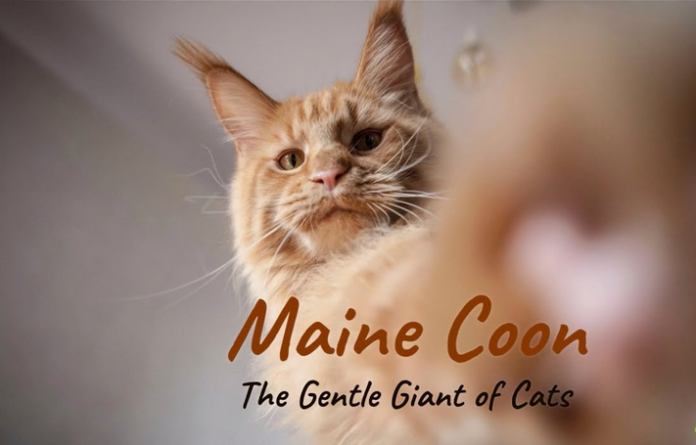 Maine Coon Cats: Gentle Giants
