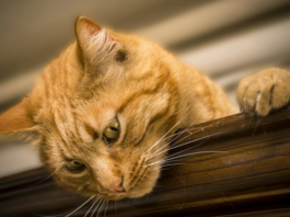 Stress Management for Cats: Creating a Calm and Peaceful Environment