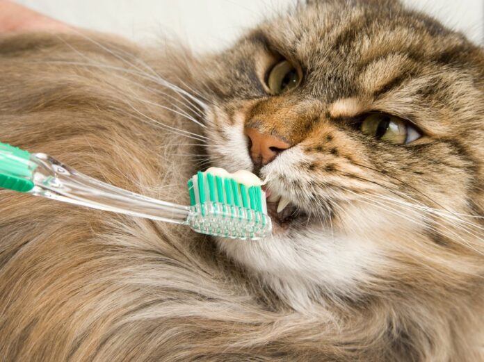 Dental care is an essential aspect of your cat's overall health and happiness. Just like humans, cats can suffer from dental issues that can impact their quality of life if not properly addressed. In this article, we will explore the importance of dental care for cats, common dental problems they may encounter, and practical tips to ensure their dental health. The Significance of Dental Care Maintaining good dental hygiene is crucial for cats to avoid potential dental problems that could lead to pain, discomfort, and difficulty eating. Regular dental care can help prevent oral diseases and ensure your cat's teeth and gums stay healthy. Common Dental Problems in Cats Gingivitis: Gingivitis is inflammation of the gums caused by plaque buildup. If left untreated, it can progress to more severe periodontal disease. Periodontal Disease: Periodontal disease is a condition that affects the structures supporting the teeth, including the gums and bones. It can lead to tooth loss and even impact the overall health of your cat. Dental Tartar and Plaque: Plaque is a sticky film of bacteria that forms on teeth. If not removed, it can harden into tartar, which can contribute to gum disease and dental decay. Tooth Resorption: Tooth resorption is a painful condition where a cat's body reabsorbs its own tooth structure. This condition requires professional dental attention. Preventive Dental Care Measures Regular Dental Check-ups: Schedule regular dental check-ups with your veterinarian. They can examine your cat's teeth and gums, detect any dental issues early on, and recommend appropriate treatments. Professional Dental Cleaning: In some cases, your cat may require professional dental cleaning to remove tartar and plaque buildup. This procedure is typically performed under anesthesia to ensure a thorough cleaning. At-Home Dental Care: Brush your cat's teeth regularly using a cat-specific toothbrush and toothpaste. Start slowly and make it a positive experience for your cat. Dental Diets and Treats: Consider offering dental diets and treats designed to promote oral health by reducing plaque and tartar buildup. Chew Toys and Dental Toys: Provide dental-friendly toys that can help clean your cat's teeth and stimulate their gums. Chewing on appropriate toys can aid in maintaining dental health. Dental Water Additives: Some dental water additives can be added to your cat's drinking water to help reduce bacteria and freshen breath. Conclusion Dental Care for Cats: Keeping Their Pearly Whites in Top Shape