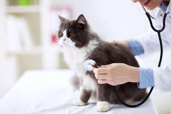 Regular veterinary check-ups are an integral part of responsible cat ownership. These routine visits to the veterinarian play a crucial role in maintaining your cat's health and well-being. In this article, we will explore the importance of regular veterinary check-ups for cats, the benefits they offer, and how they contribute to a happy and healthy life for your feline companion.