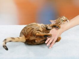 Addressing Cat Behavior Problems: Understanding and Nurturing Your Feline Friend
