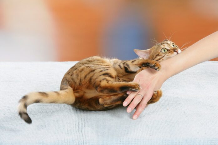 Addressing Cat Behavior Problems: Understanding and Nurturing Your Feline Friend
