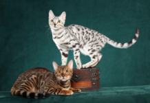 Bengal Cats: The Exotic Beauties of the Domestic World Bengal Cats: The Exotic Beauties of the Domestic World
