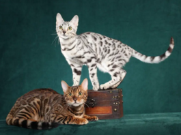 Bengal Cats: The Exotic Beauties of the Domestic World
