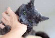 Addressing Cat Behavior Problems: Nurturing a Happy and Well-Behaved Feline Companion Addressing Cat Behavior Problems: Nurturing a Happy and Well-Behaved Feline Companion