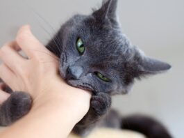 Addressing Cat Behavior Problems: Nurturing a Happy and Well-Behaved Feline Companion