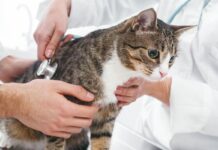 Common Cat Illnesses: Understanding and Recognizing Feline Health Issues Common Cat Illnesses: Understanding and Recognizing Feline Health Issues