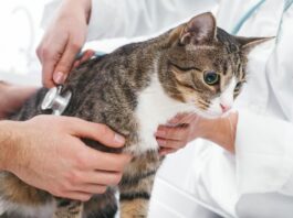 Common Cat Illnesses: Understanding and Recognizing Feline Health Issues