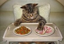 Balanced Nutrition for Cats: Providing the Key to Optimal Health Balanced nutrition is a fundamental aspect of maintaining your cat's overall health and well-being. As obligate carnivores, cats have specific dietary requirements that must be met to support their growth, energy levels, and immune function. In this article, we will delve into the importance of balanced nutrition for cats, understanding their dietary needs, and providing them with the best diet possible. Understanding the Obligate Carnivore Unlike many other animals, cats are obligate carnivores, which means their diet must primarily consist of animal-based protein to thrive. In the wild, their ancestors hunted and consumed prey, and their bodies have evolved to require certain nutrients that are abundant in animal tissue. The Importance of Protein Protein is a crucial component of a cat's diet, as it provides essential amino acids necessary for various physiological functions. High-quality animal protein, such as that found in meat, poultry, and fish, is vital for maintaining lean muscle mass, supporting the immune system, and promoting healthy skin and coat. Taurine and Other Essential Nutrients Taurine is an amino acid that is essential for cats' heart health and vision. As obligate carnivores, cats are unable to produce sufficient amounts of taurine on their own, making it crucial to include taurine-rich foods in their diet. Additionally, other nutrients like vitamin A, vitamin D, and arachidonic acid are also essential for their overall health. Fats for Energy Dietary fats provide a concentrated source of energy for cats. They also aid in the absorption of fat-soluble vitamins and contribute to healthy skin and coat. However, it's essential to provide healthy sources of fats, such as those found in fish oil and chicken fat, while avoiding excessive amounts that can lead to obesity. The Role of Carbohydrates Cats have a limited ability to digest and utilize carbohydrates, as their digestive systems are designed to process a low-carbohydrate diet. While some carbohydrates may be present in their natural prey, it's best to limit the amount of carbohydrates in their diet to prevent potential digestive issues. Water: The Ultimate Essential Water is perhaps the most critical nutrient for cats. Cats have a low thirst drive, and in the wild, they obtain most of their water from the prey they consume. Therefore, it's crucial to provide your cat with access to fresh and clean water at all times to ensure proper hydration. Meeting Individual Needs Each cat is unique, and factors such as age, activity level, health status, and reproductive stage will influence their dietary requirements. Consult with your veterinarian to determine the best diet and feeding plan tailored to your cat's specific needs. Conclusion Balanced nutrition is the cornerstone of a cat's health and happiness. By understanding the unique dietary needs of cats as obligate carnivores and providing them with a diet rich in high-quality animal protein, essential nutrients, and proper hydration, you can ensure that your feline companion thrives. Regular veterinary check-ups and open communication with your veterinarian will further support your efforts in providing the best possible nutrition for your beloved cat.