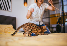 Bengal Cats: The Allure of the Wild in Your Home Bengal Cats: The Allure of the Wild in Your Home