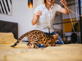 Bengal Cats: The Allure of the Wild in Your Home