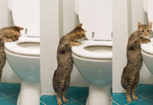 Top 12 Reasons Why Cats Follow Us to The Bathroom Top 12 Reasons Why Cats Follow Us to The Bathroom