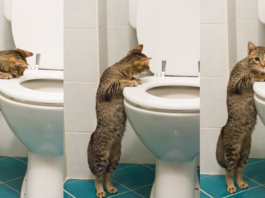 Top 12 Reasons Why Cats Follow Us to The Bathroom