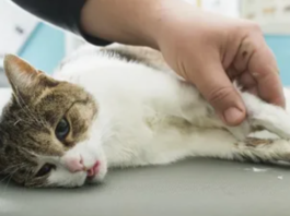 Kidney Disease in Cats: Prevention & Care