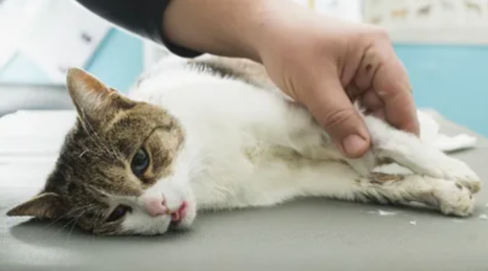 Kidney Disease in Cats: Prevention & Care